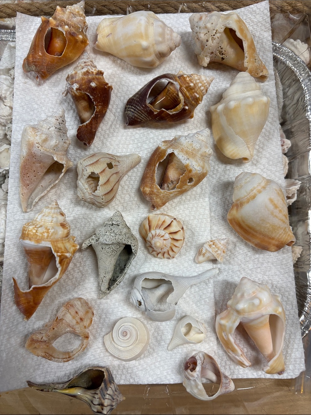 Seashell Decorative Mix - Natural Brown & Cream Home Accent